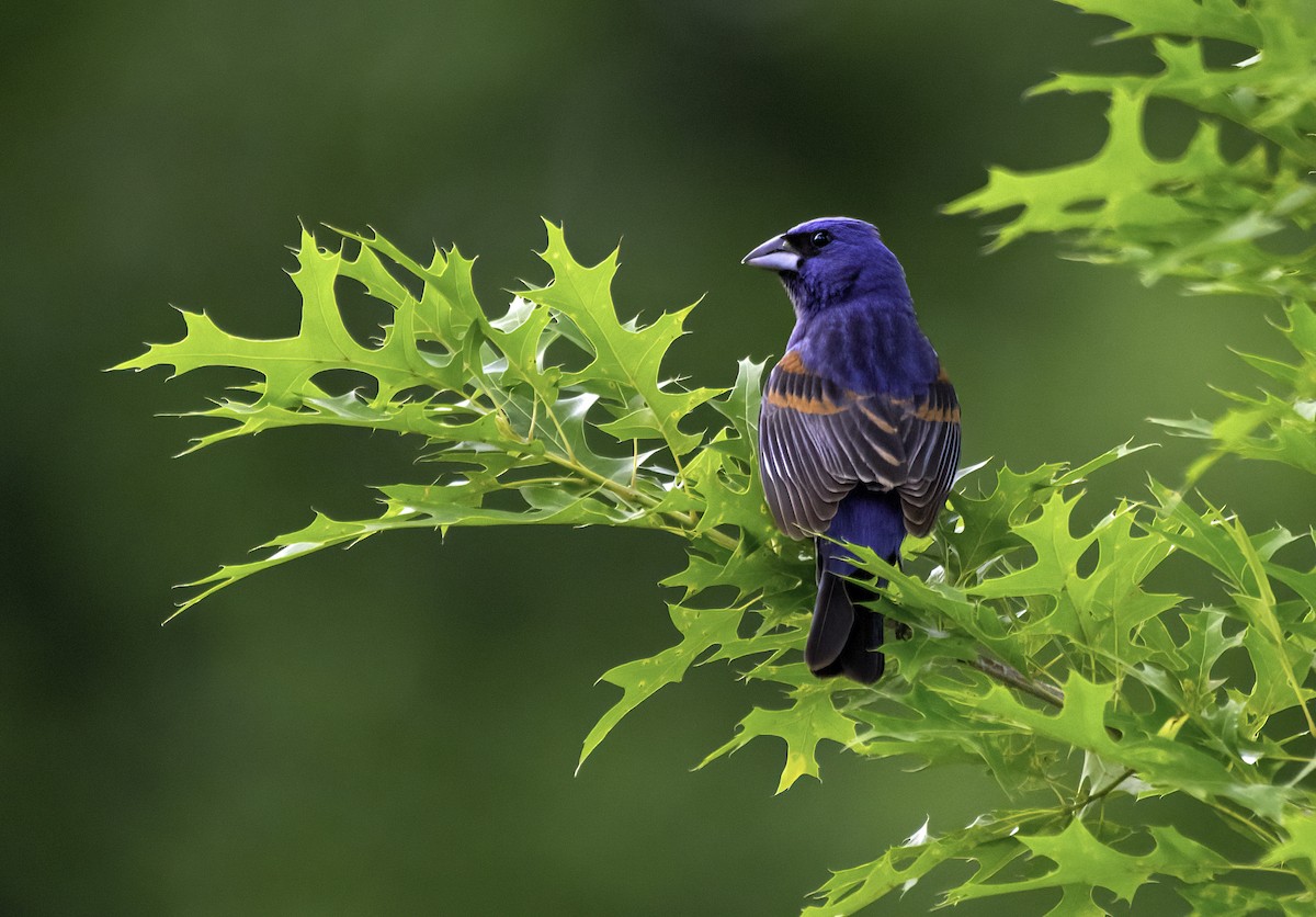 Blue Grosbeak - ML636399716