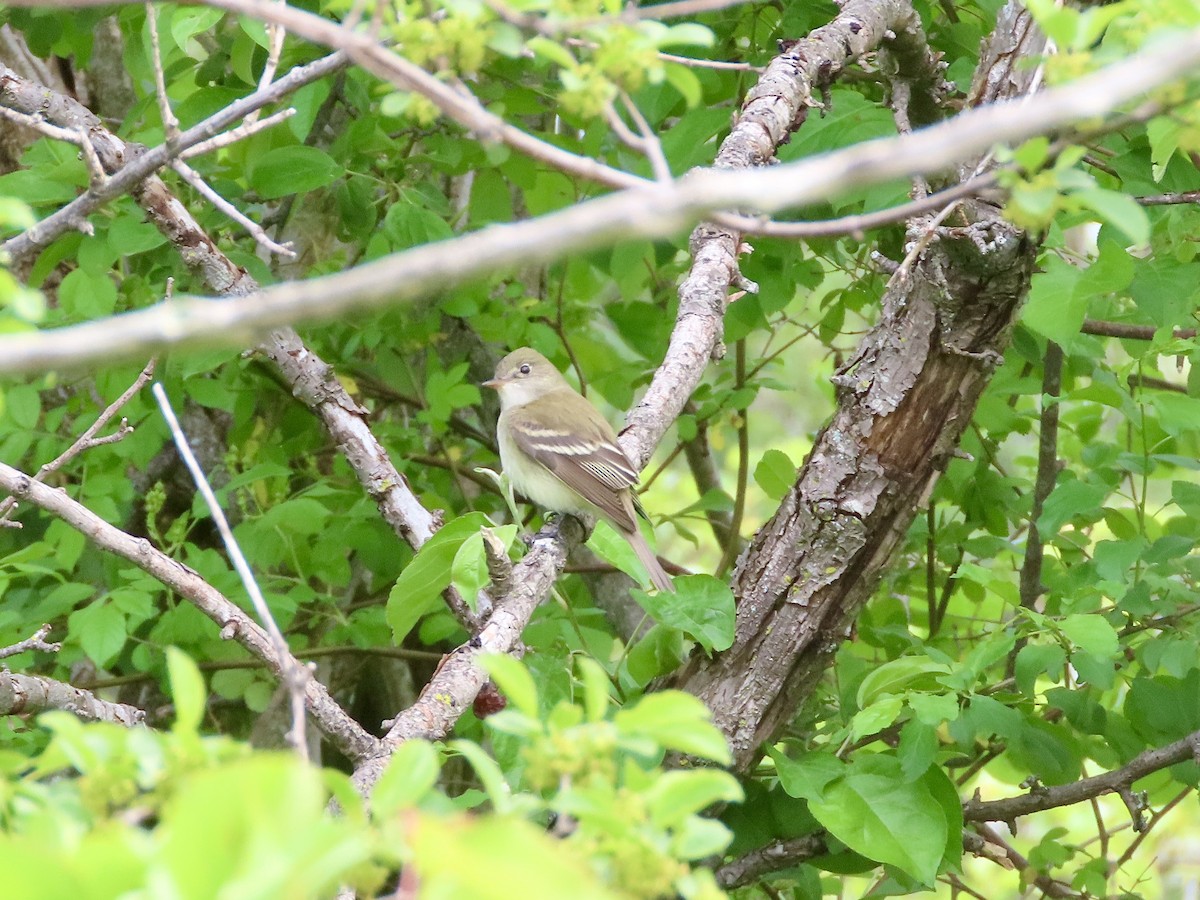 キタメジロハエトリ - ML636400035