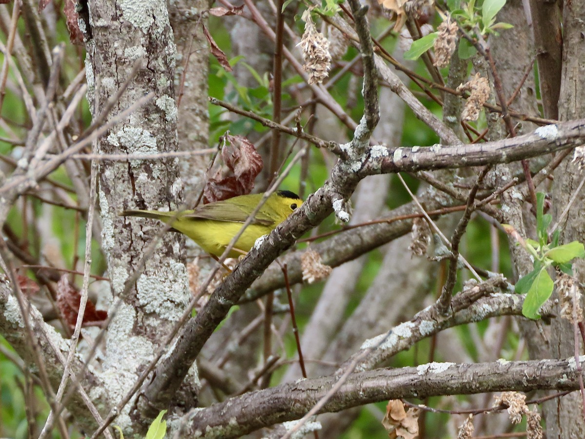 ウィルソンアメリカムシクイ - ML636400046