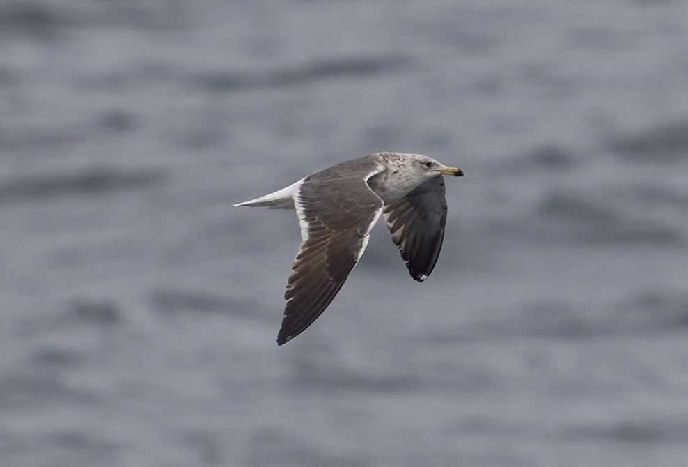 Lesser Black-backed Gull - ML636400093