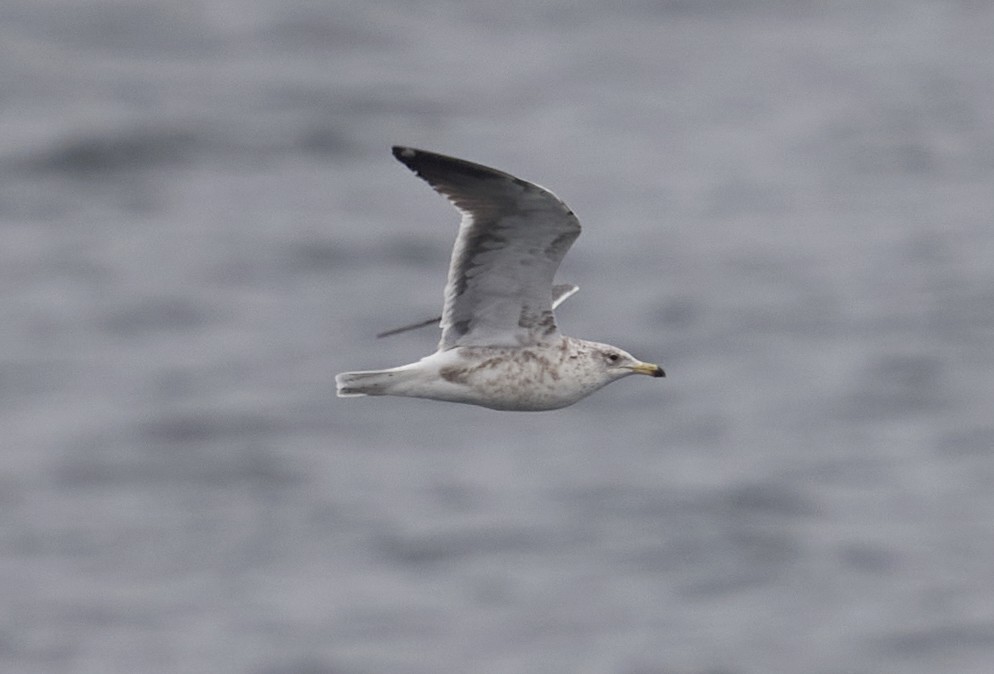 Lesser Black-backed Gull - ML636400100
