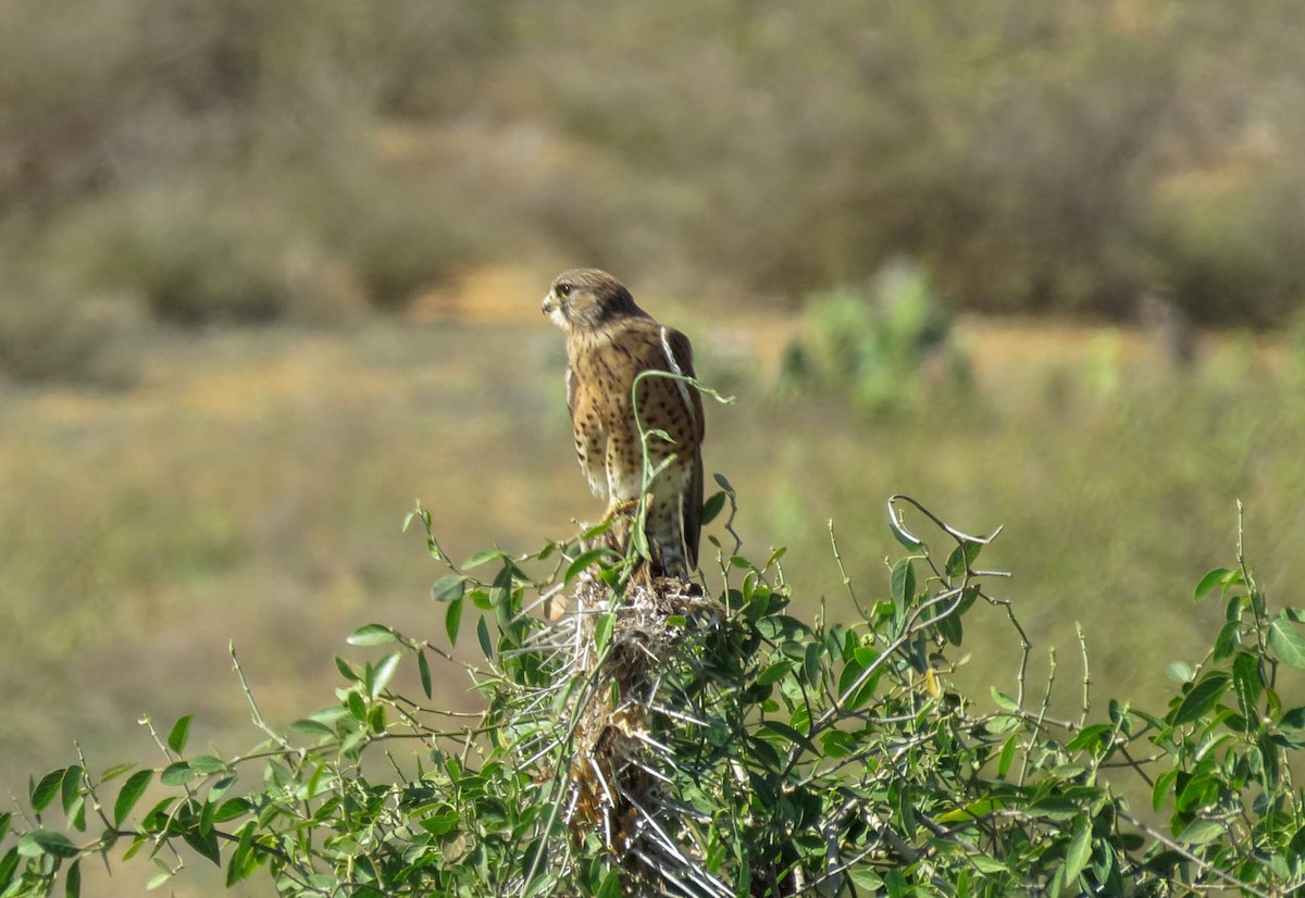 Malagasy Kestrel - ML636400112