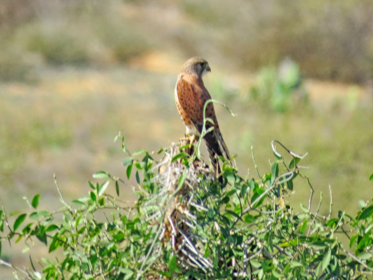 Malagasy Kestrel - ML636400120