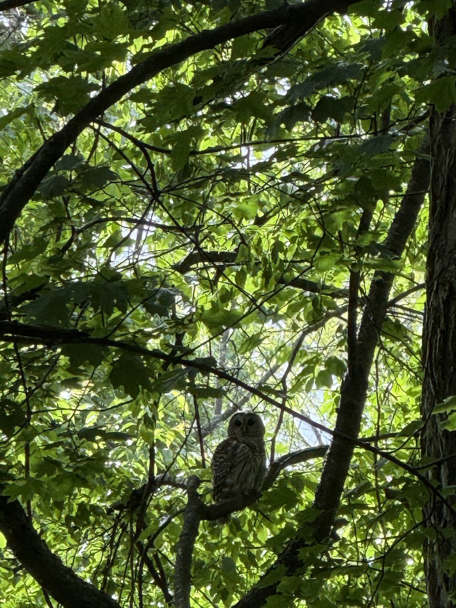 Barred Owl - ML636400140