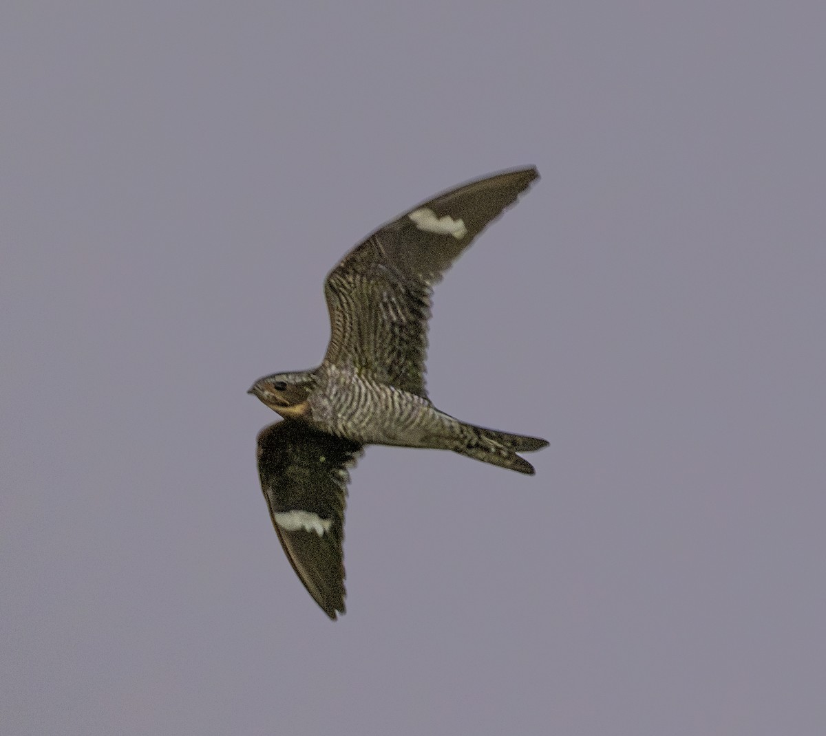 Common Nighthawk - ML636400173