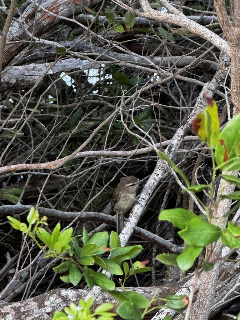 Yucatan Vireo - ML636400241