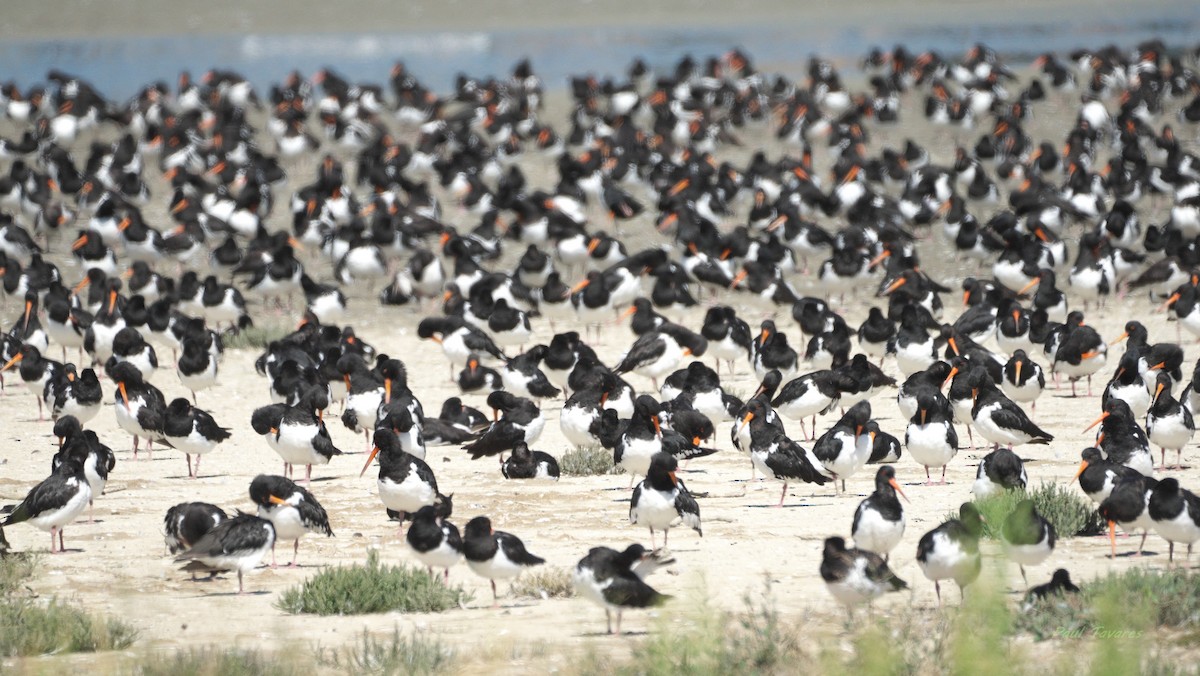 South Island Oystercatcher - ML636400297