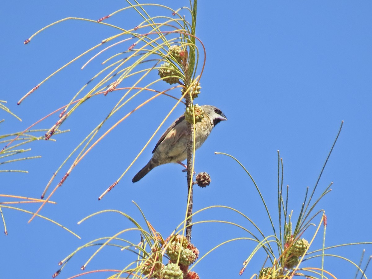 Madagascar Munia - ML636400302
