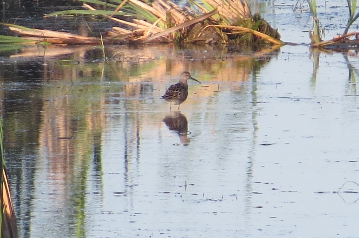 Stilt Sandpiper - ML636400368