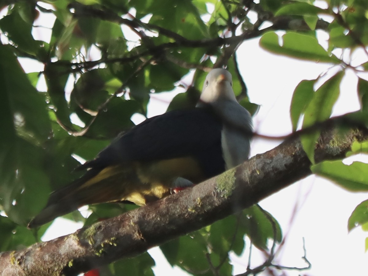 Black-backed Fruit-Dove - ML636400390