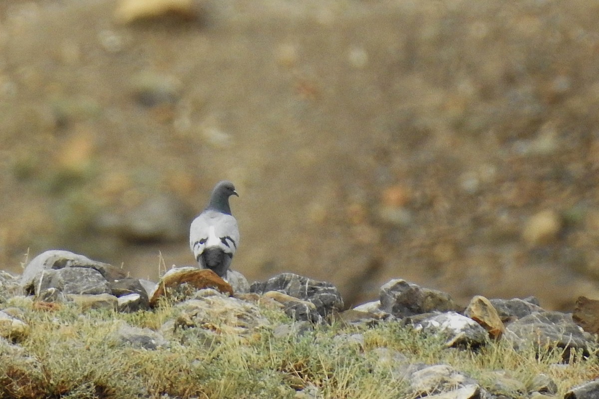 Pigeon des rochers - ML636400566