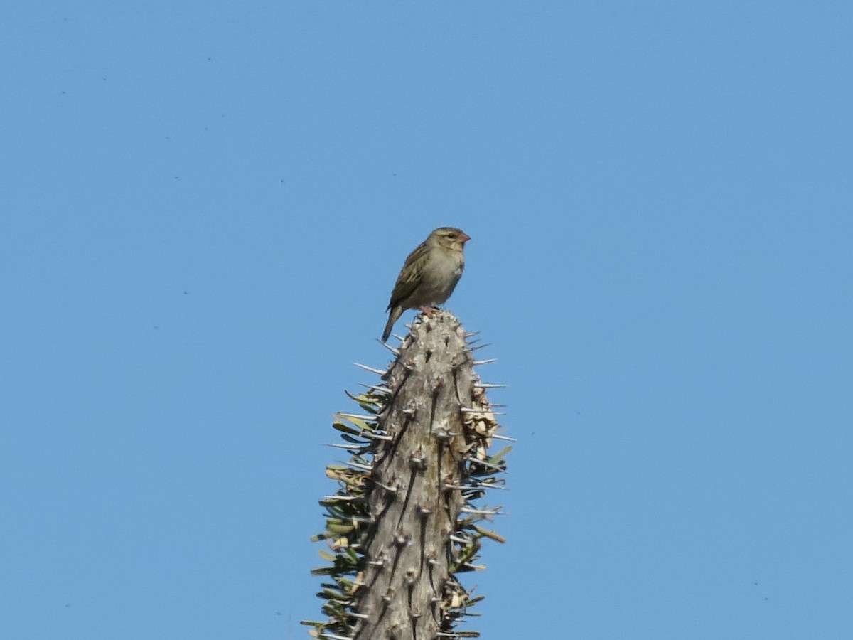 Sakalava Weaver - ML636400582
