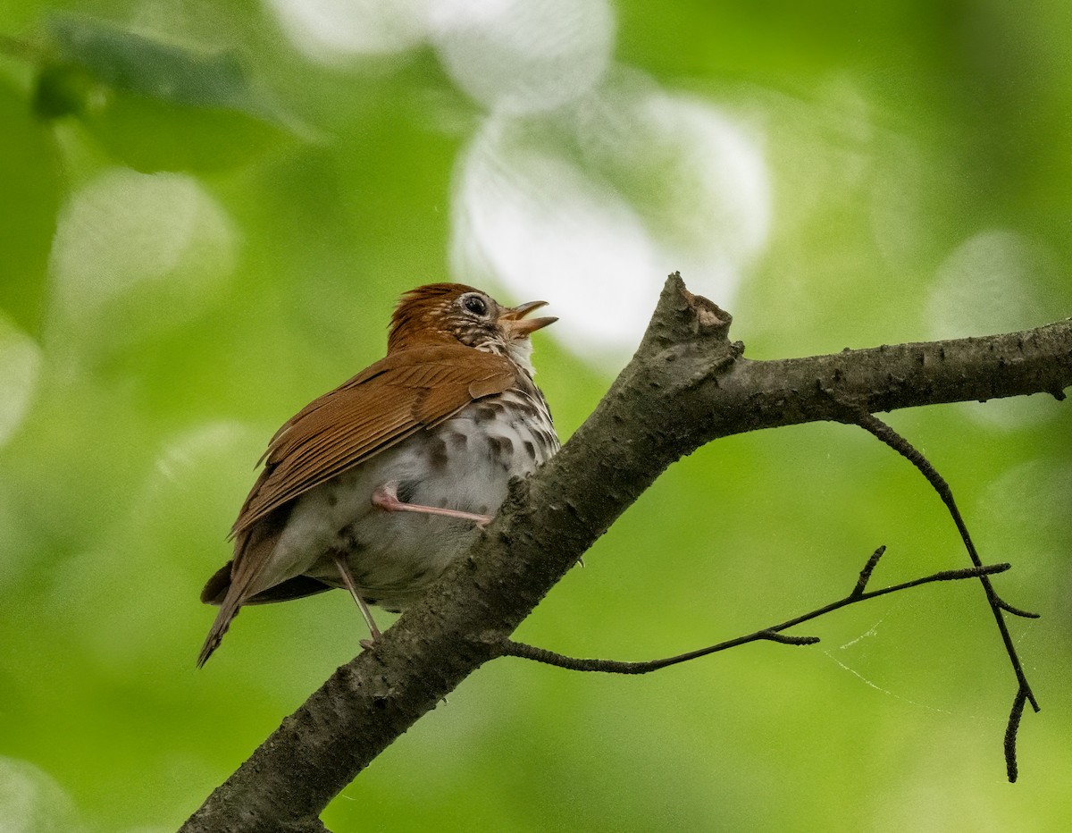 Wood Thrush - ML636400586