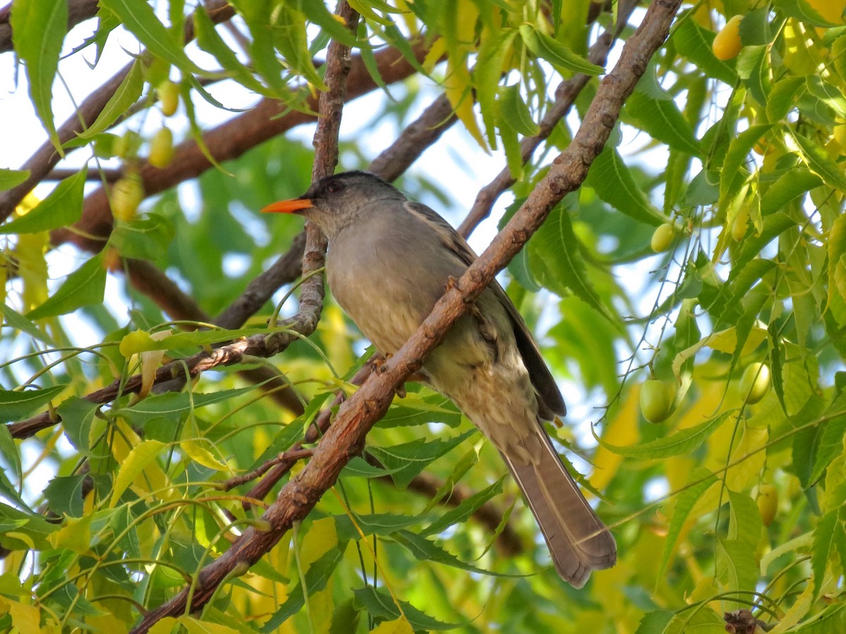 Malagasy Bulbul - ML636400588