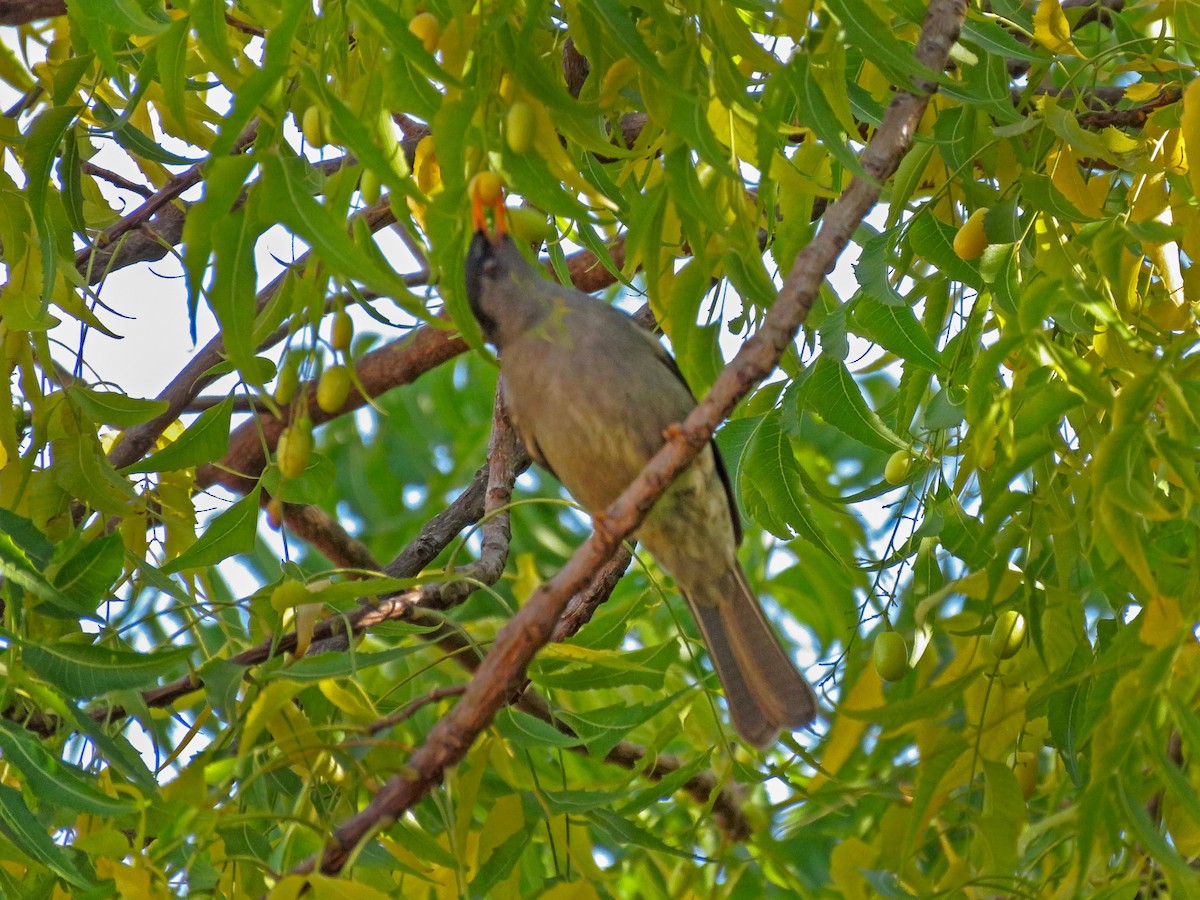 Malagasy Bulbul - ML636400601