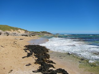 Penguin Island, Rockingham, Western Australia, Australia - eBird Hotspot