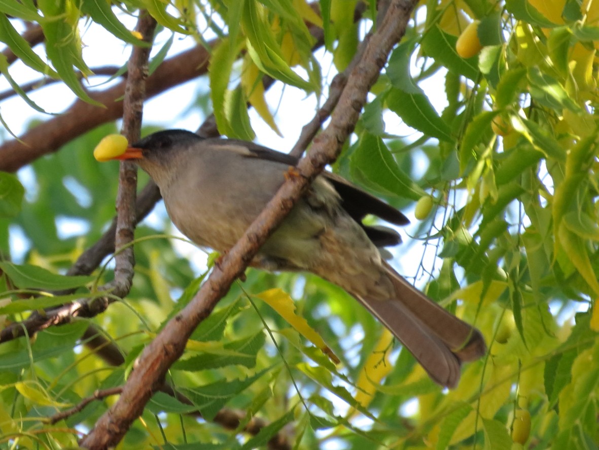 Malagasy Bulbul - ML636400721