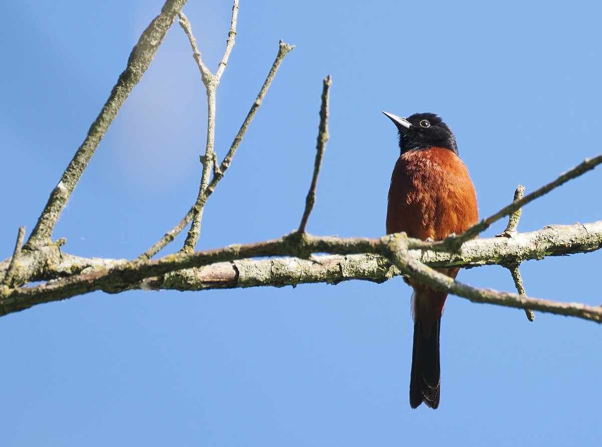 Orchard Oriole - ML636400723