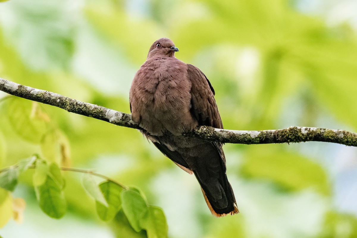 Ruddy Pigeon - ML636400760