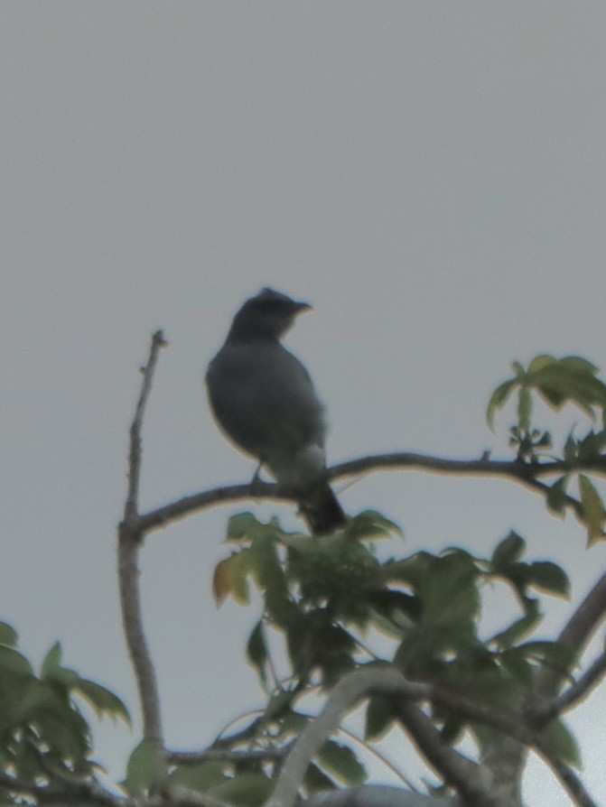 Wallacean Cuckooshrike - ML636400773