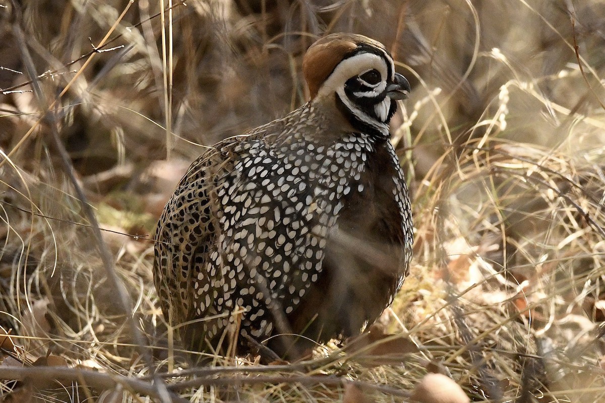 Montezuma Quail - ML636400795
