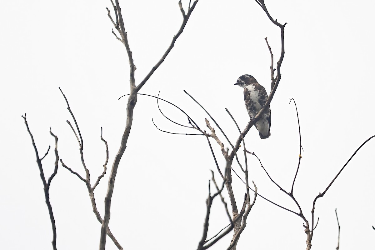 White-browed Purpletuft - ML636400867
