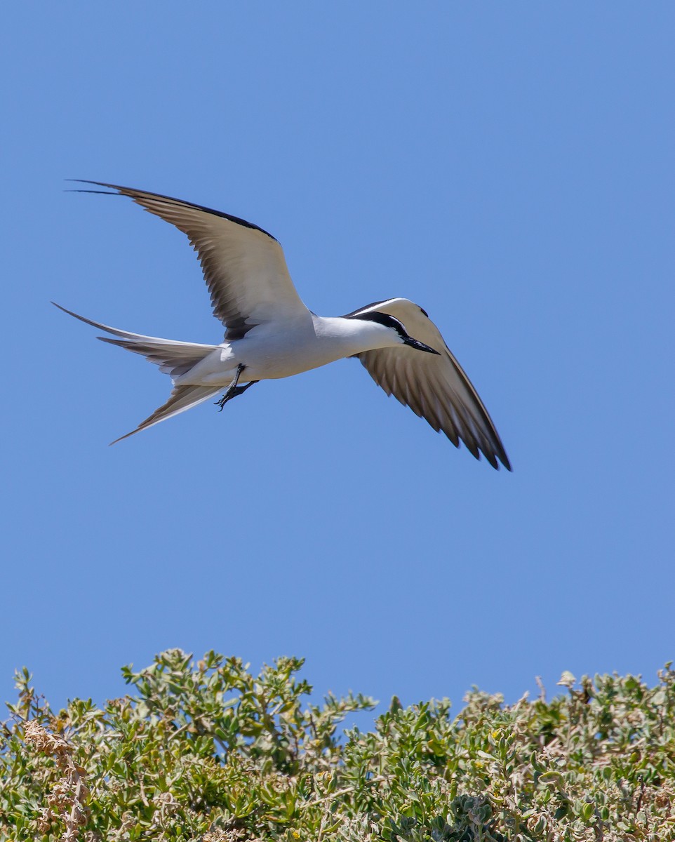 Bridled Tern - ML636400887