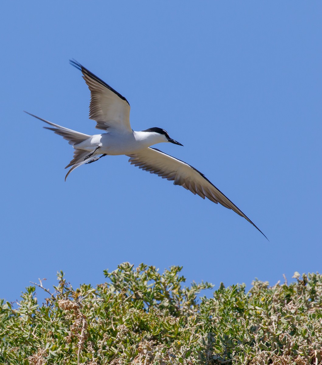 Bridled Tern - ML636400888
