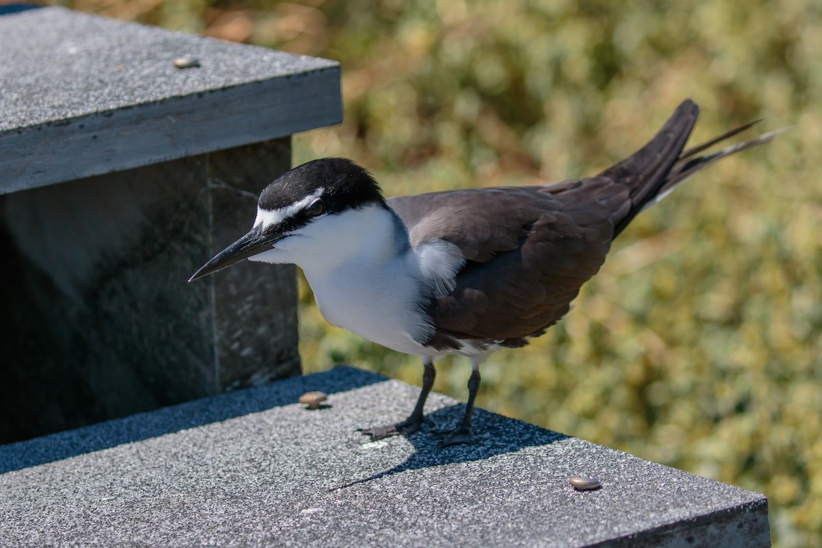 Bridled Tern - ML636400889