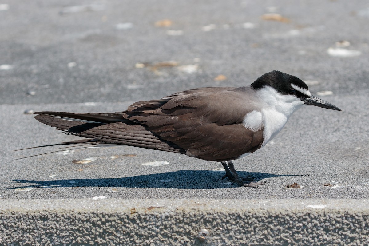 Bridled Tern - ML636400890