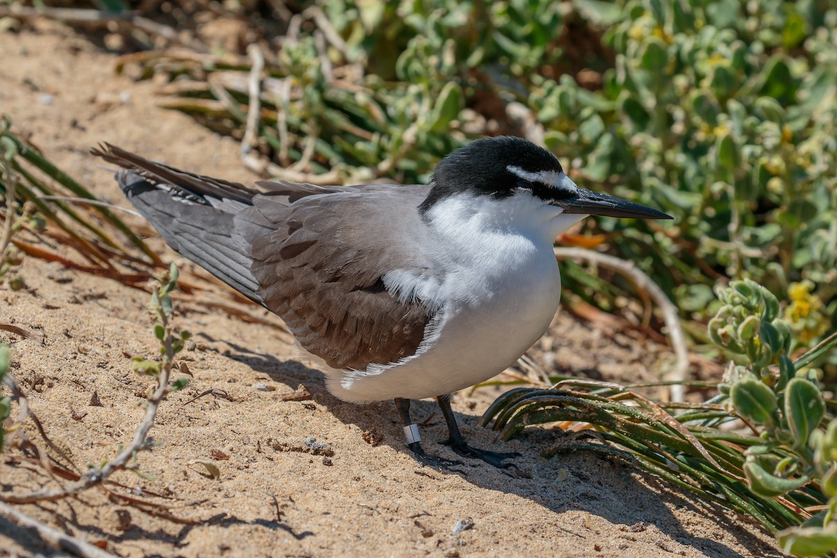 Bridled Tern - ML636400891