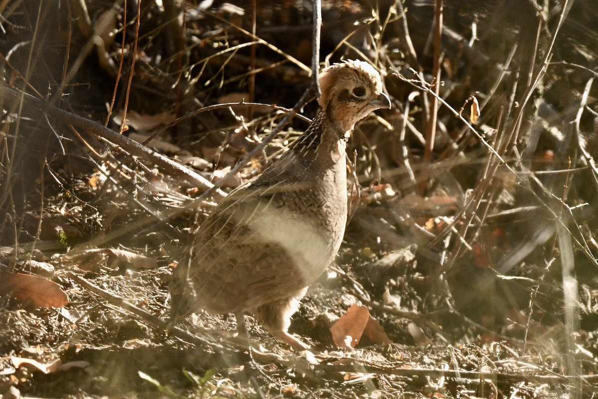 Montezuma Quail - ML636400903