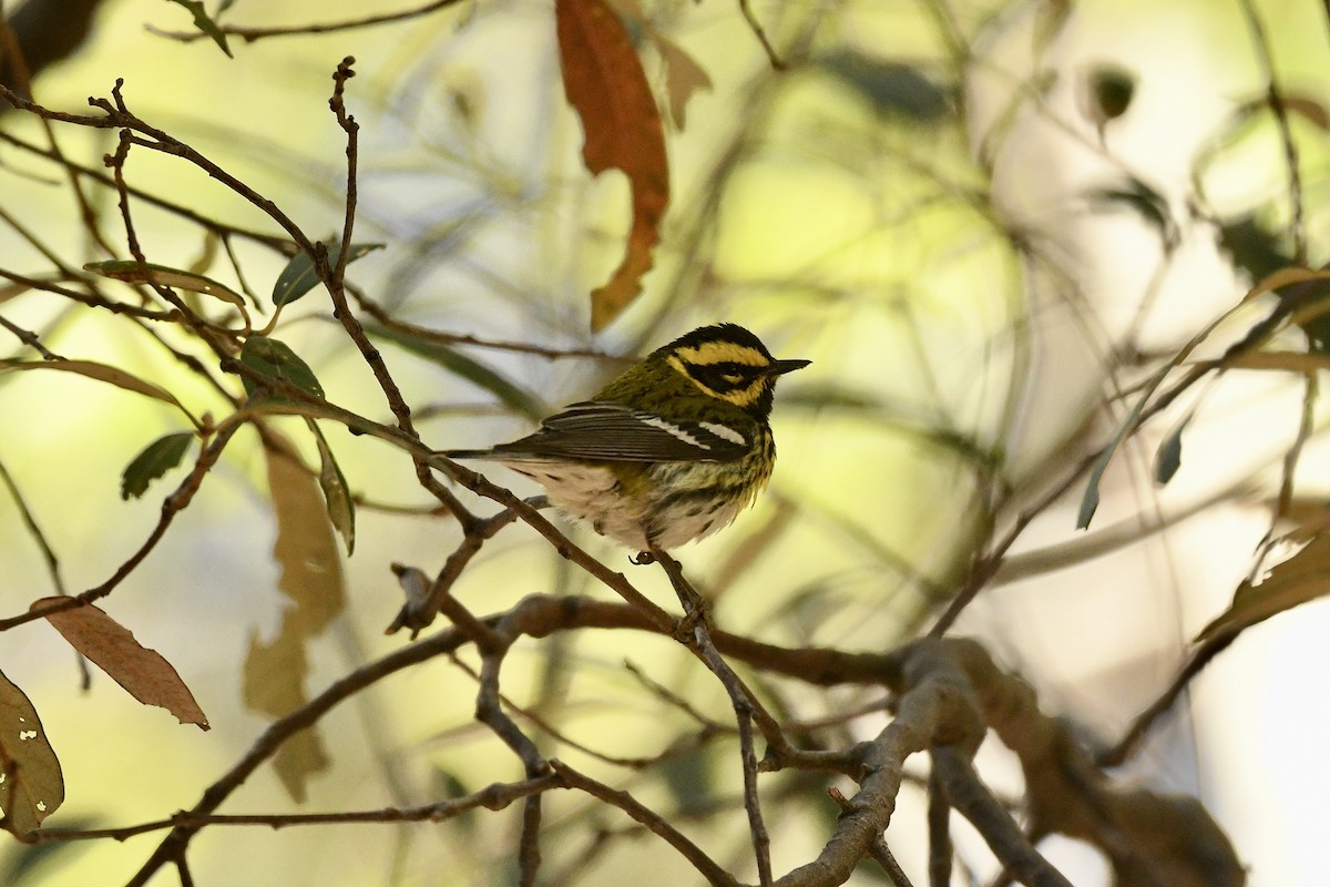 Townsend's Warbler - ML636400951