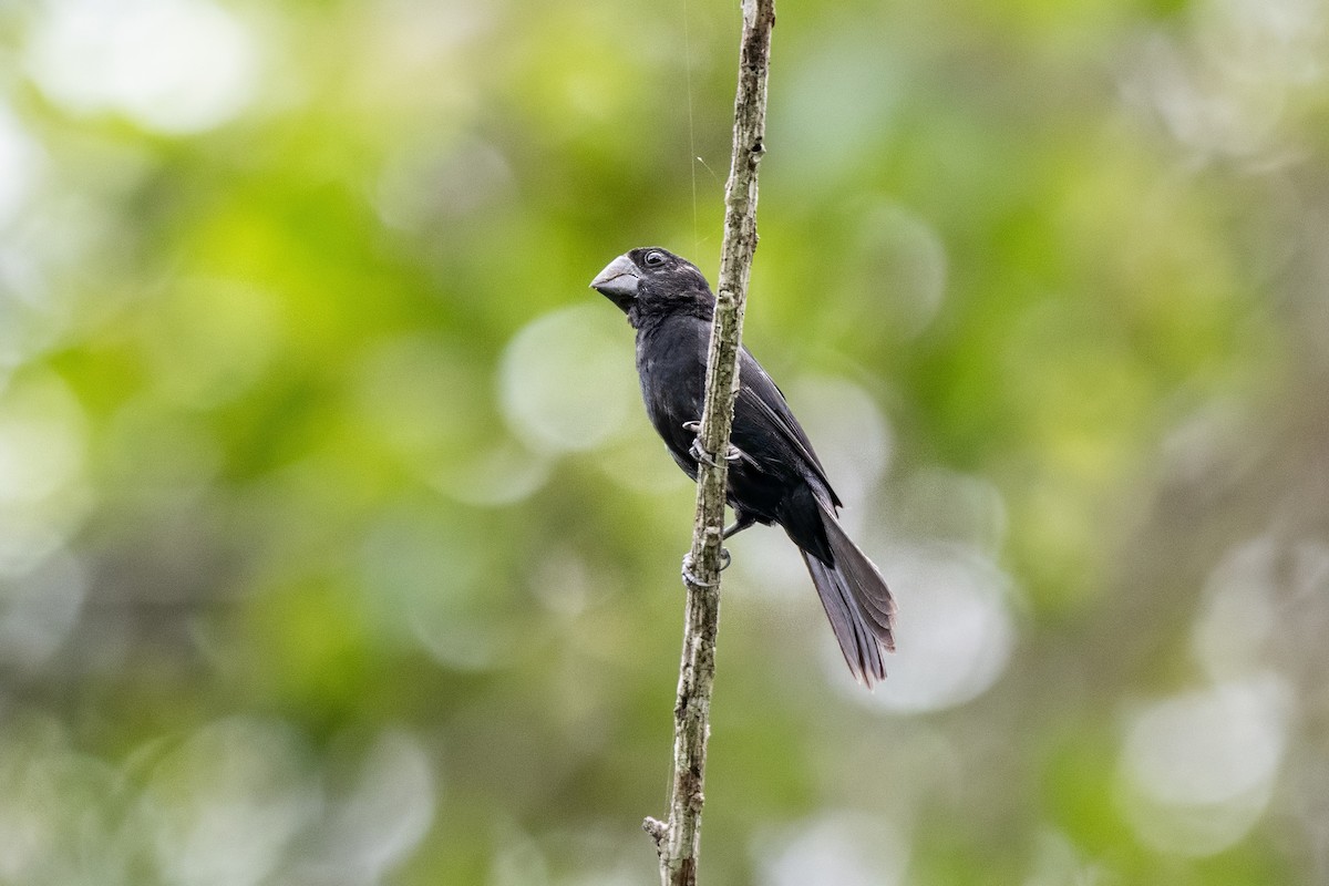 Black-billed Seed-Finch - ML636401021