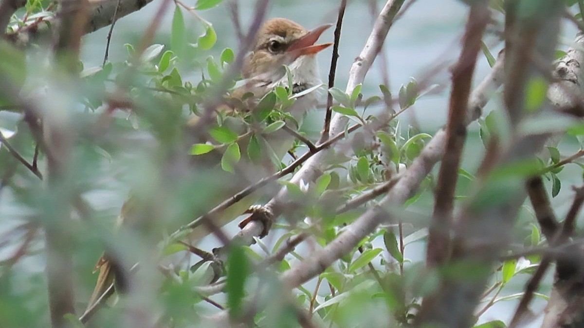 Их охил бялзуухай - ML636401052