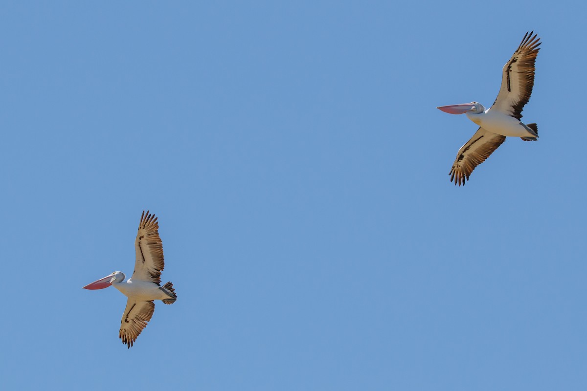 Australian Pelican - ML636401069
