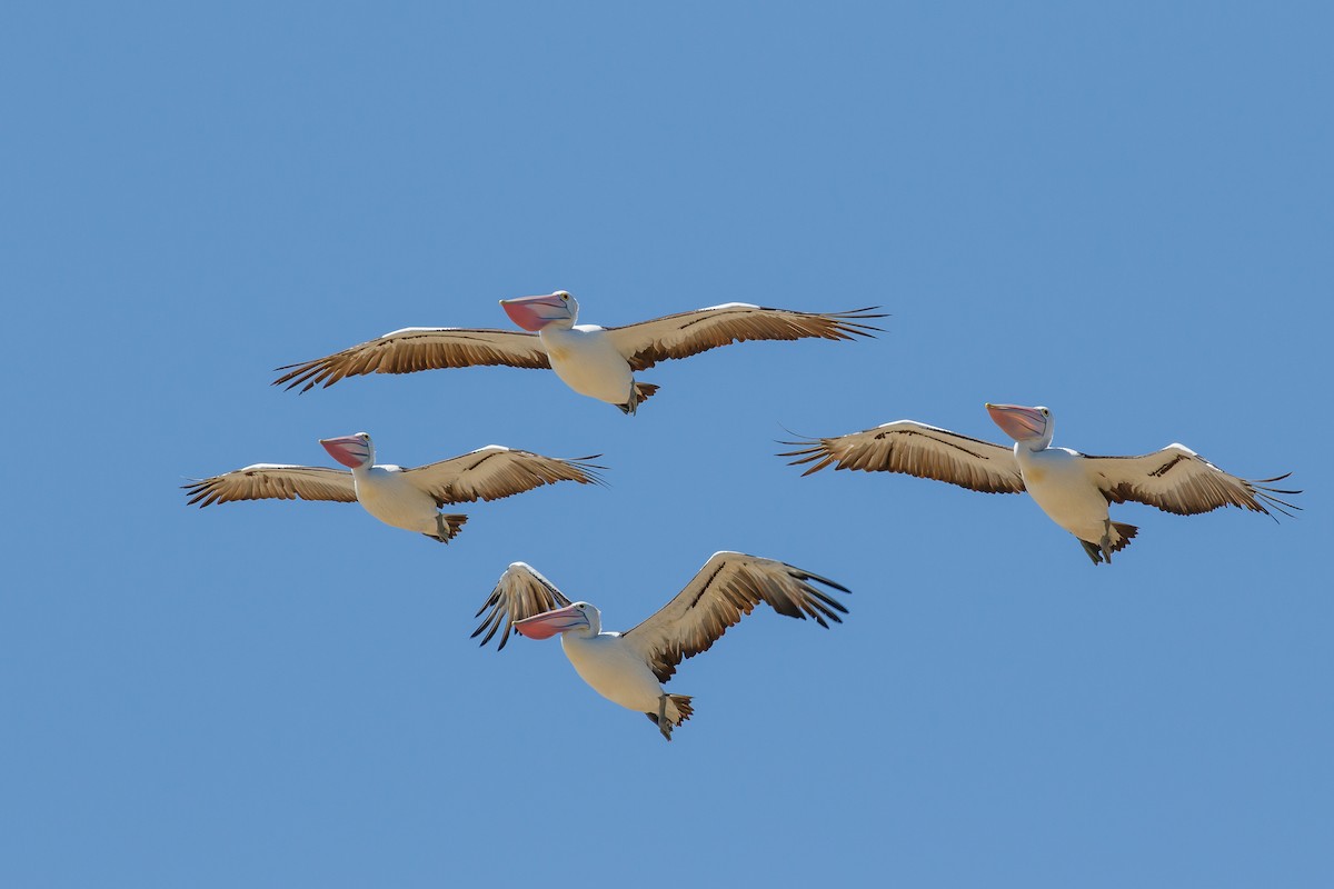 Australian Pelican - ML636401071