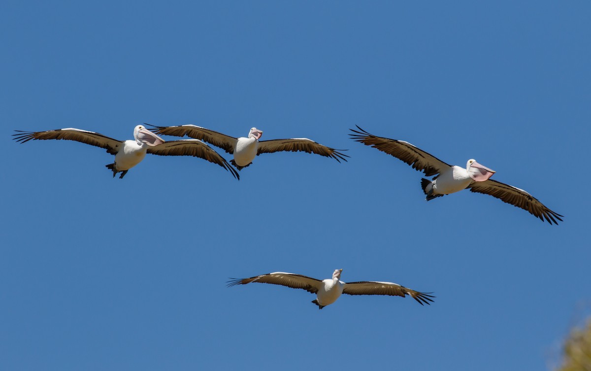 Australian Pelican - ML636401075