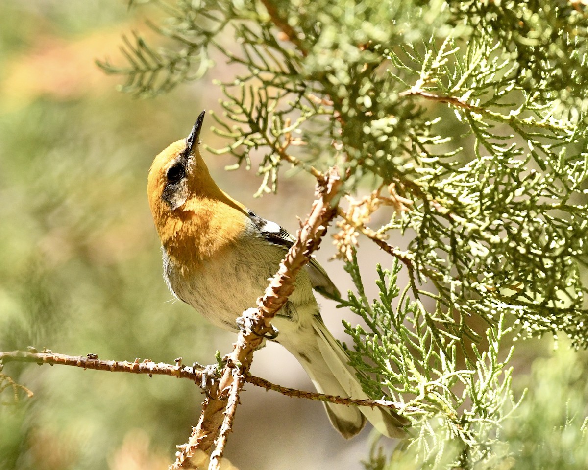 Olive Warbler - ML636401092