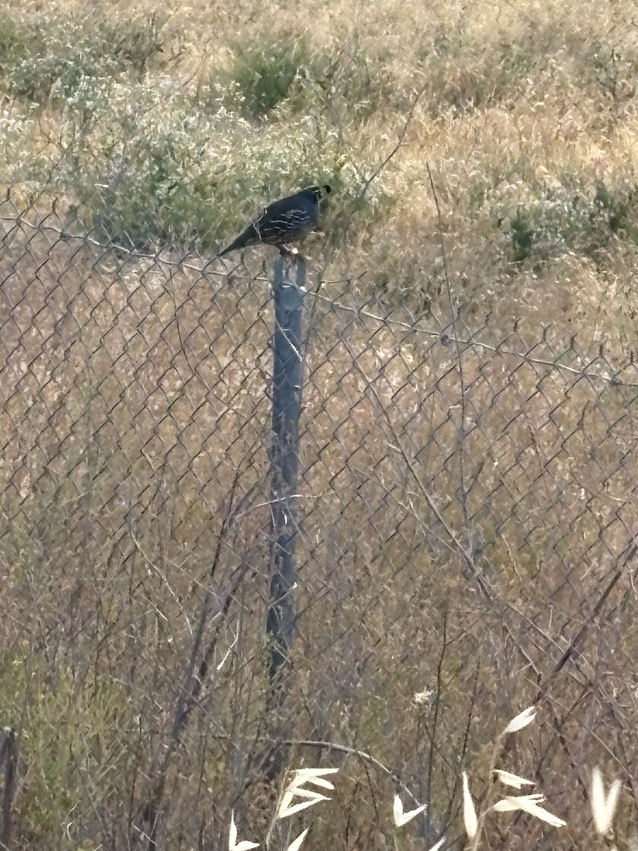 California Quail - ML636401140