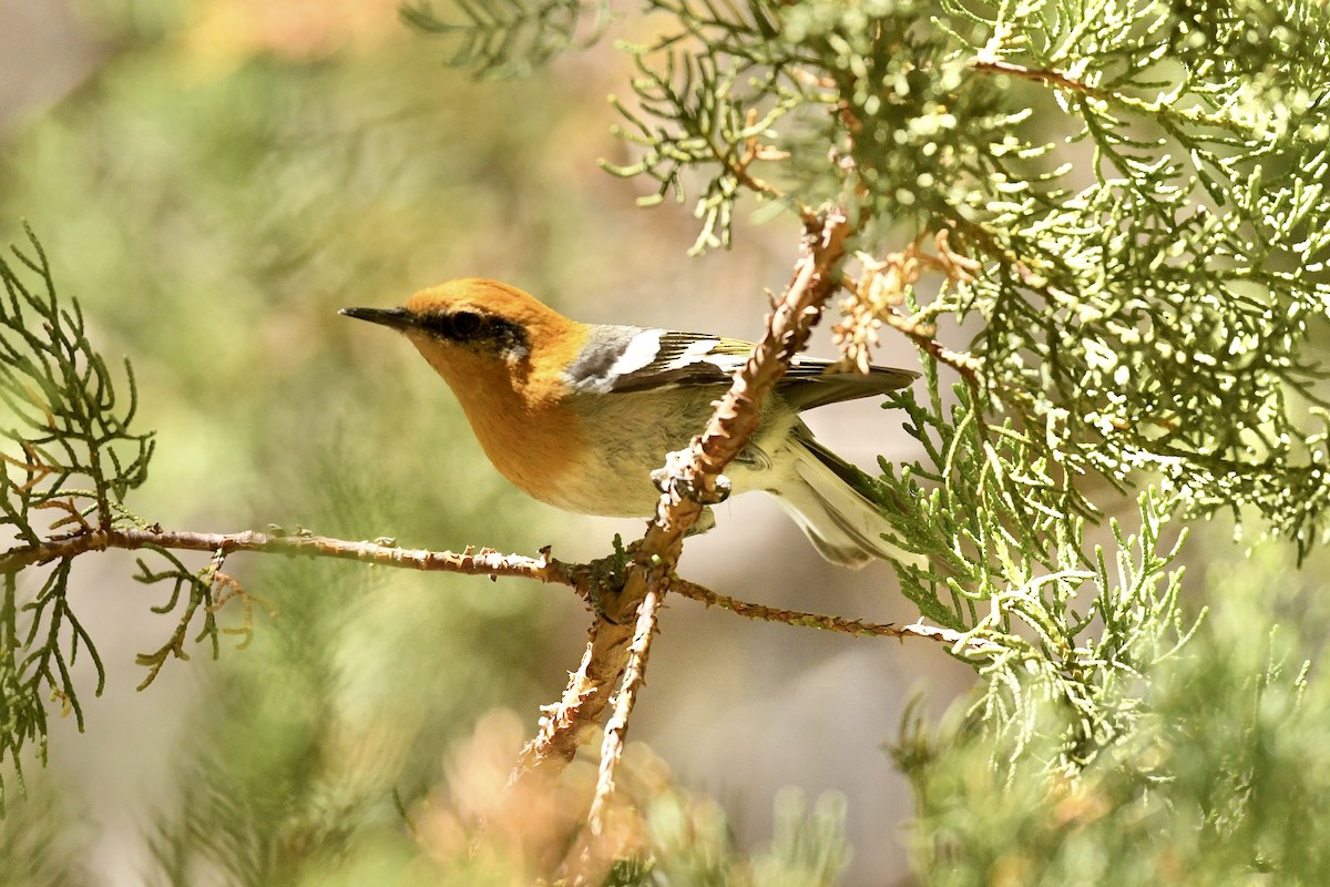 Olive Warbler - ML636401153