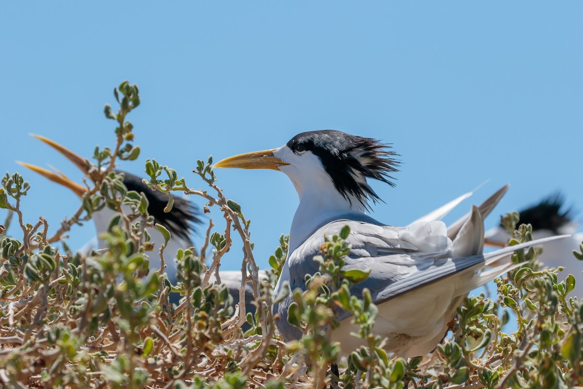 Great Crested Tern - ML636401265