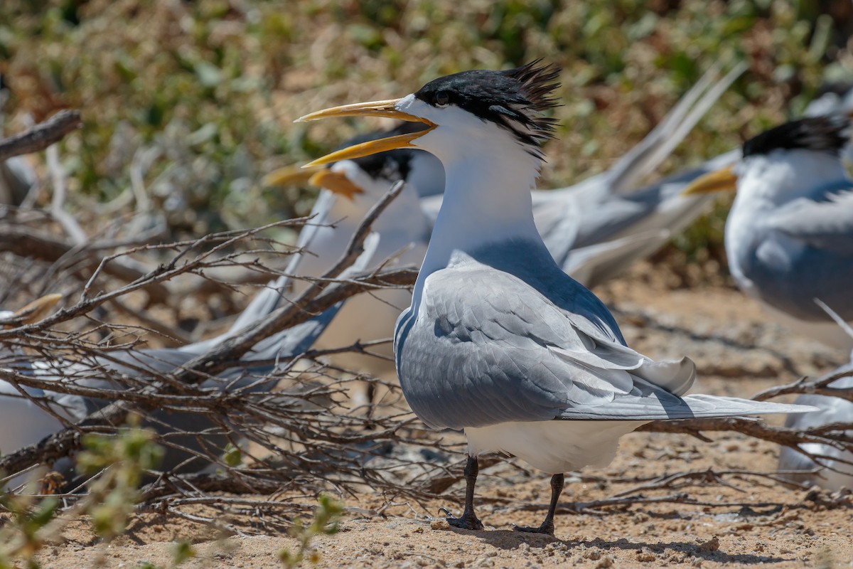 Great Crested Tern - ML636401269