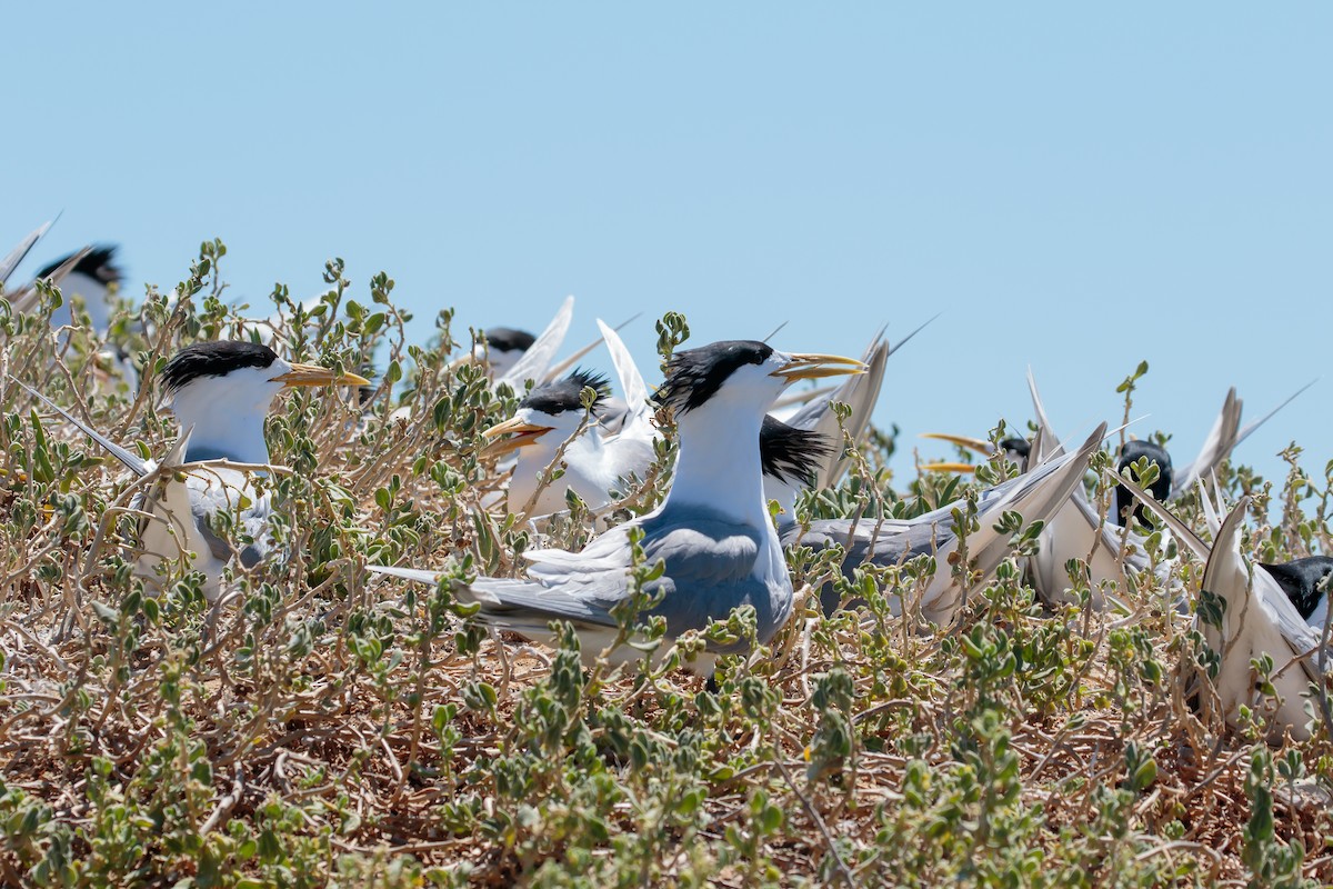 Great Crested Tern - ML636401270