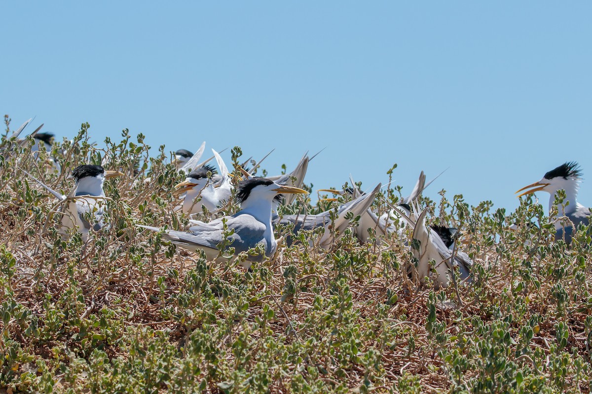 Great Crested Tern - ML636401271