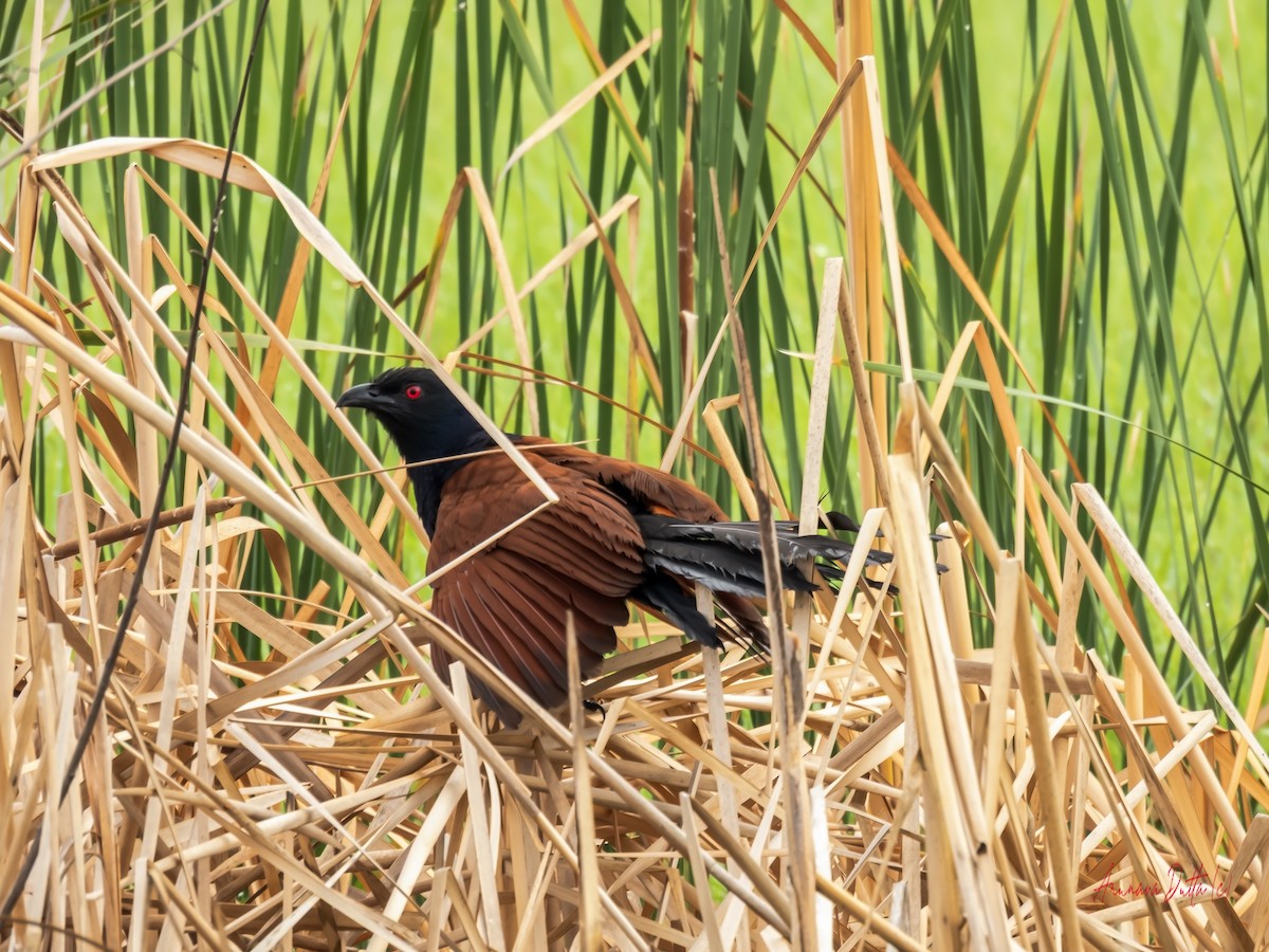 Greater Coucal - ML636401294