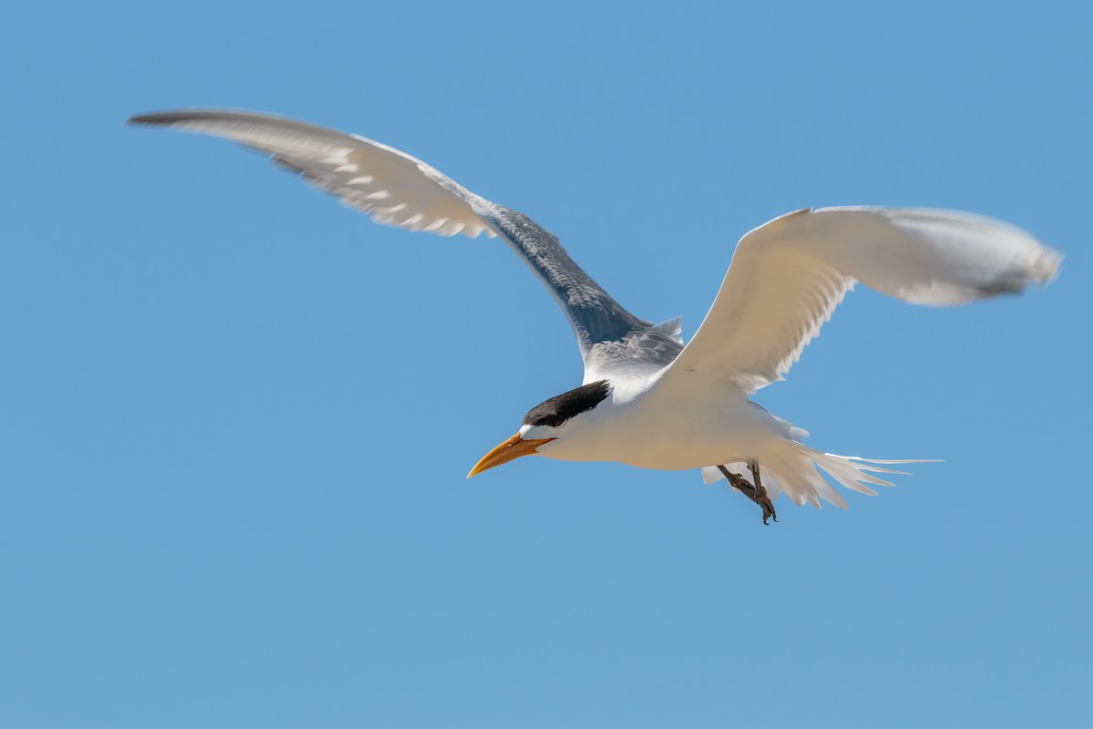 Great Crested Tern - ML636401302