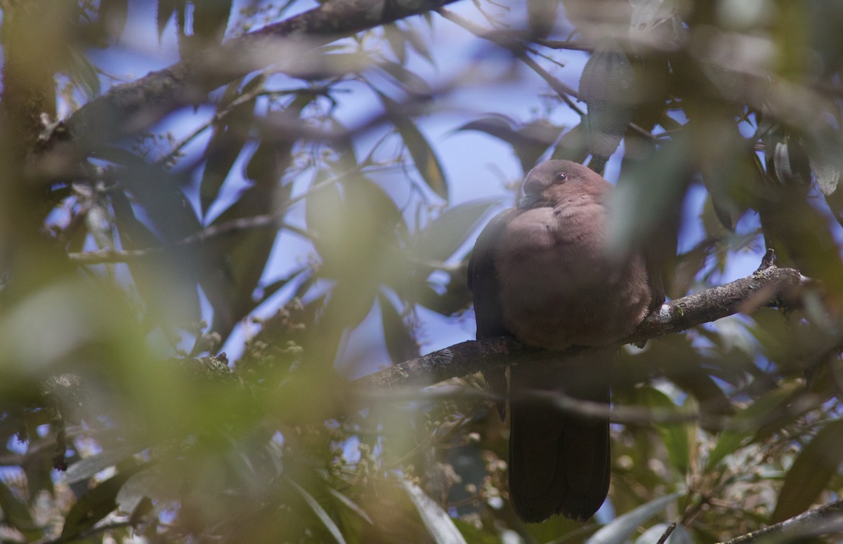 Short-billed Pigeon - ML636401308