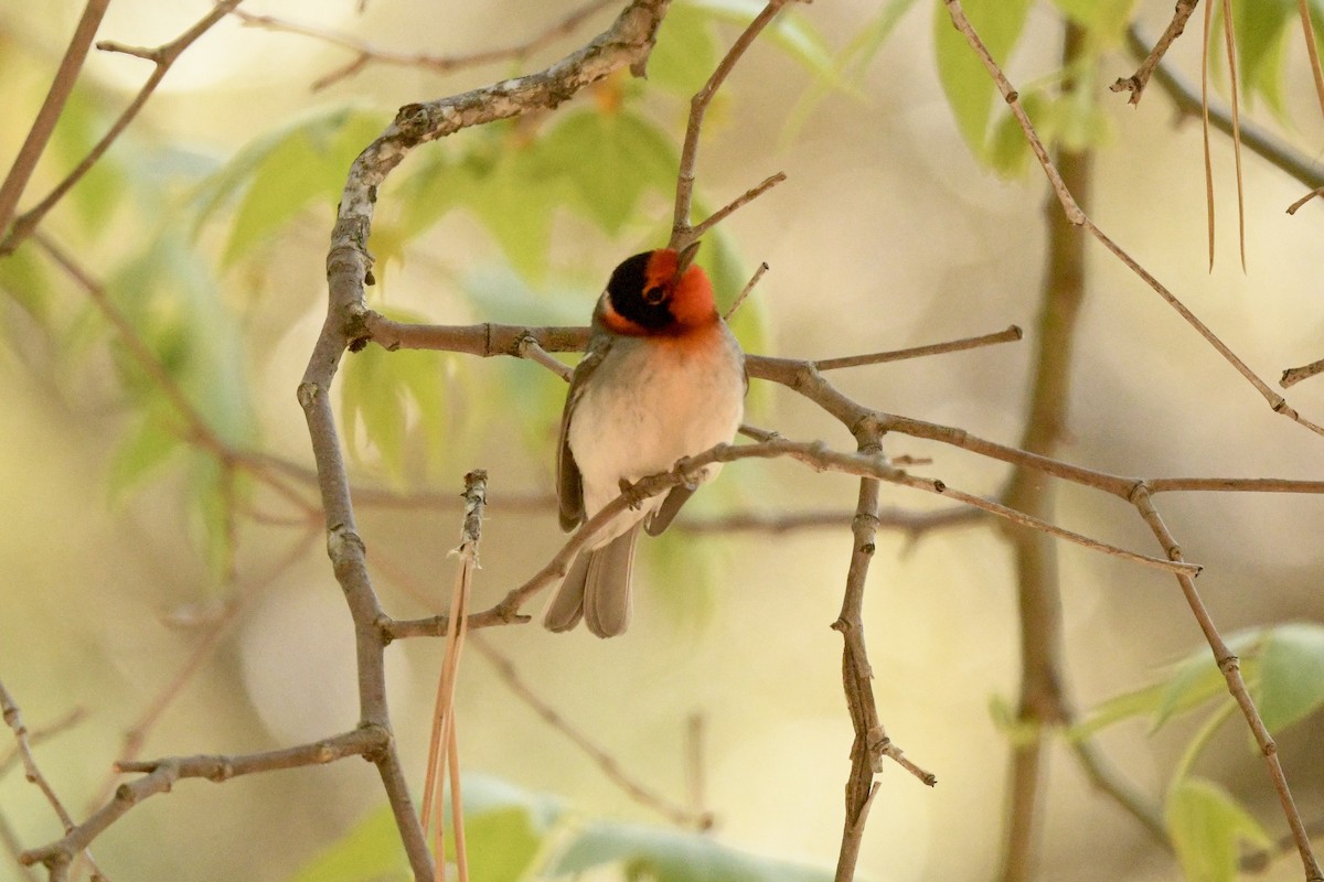 Red-faced Warbler - ML636401323