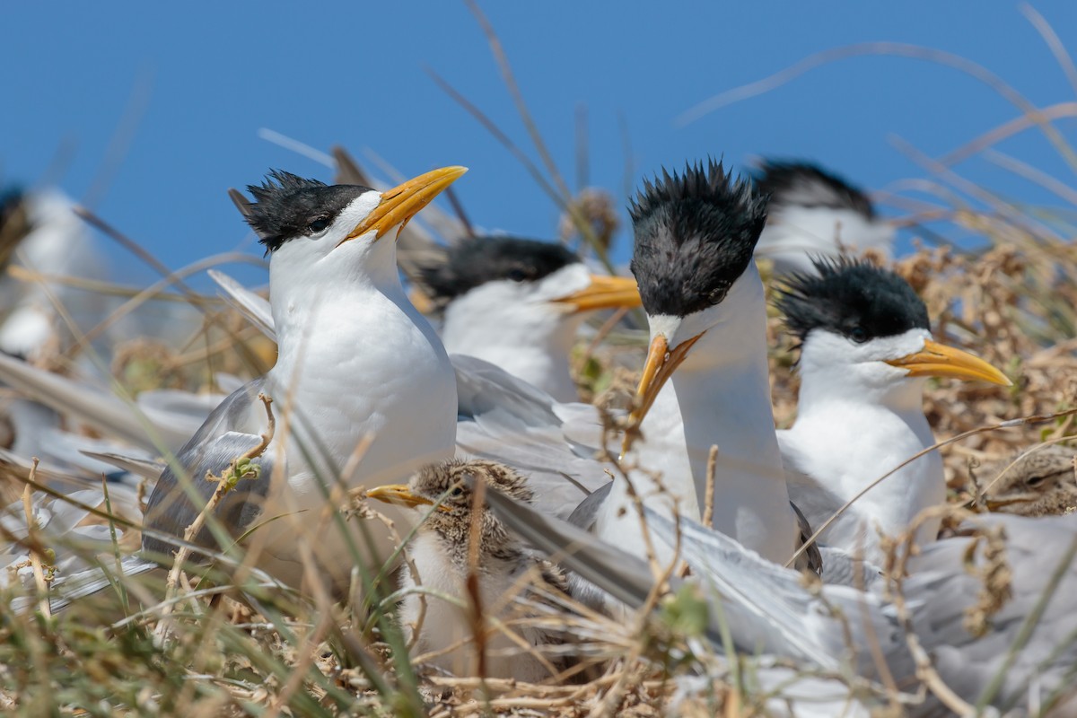Great Crested Tern - ML636401392